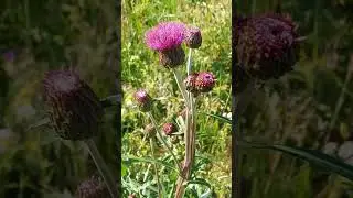 Curly plumeless thistle, Welted thistle in Dalarna Sweden #flowers