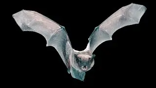 Bat uses sense of touch to catch a mealworm