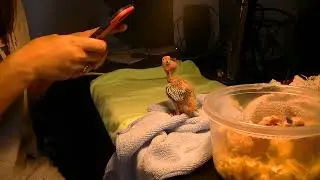 Banding Cockatiels (Leg Band placement)