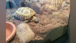 A Cozy Winter Day for a Loved Tortoise
