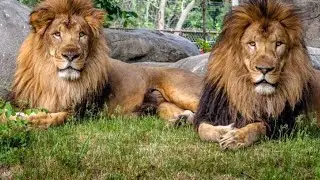 Hyderabad Nehru Zoological Park LIVE 🦁 | Animals Safari | Family Live Vlogs