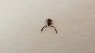 The rare and elusive Pseudo-Scorpion !