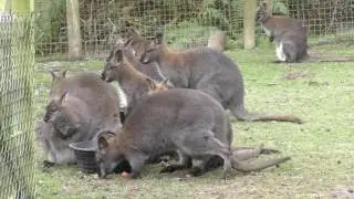 Exmoor Zoo (27th December 2016)