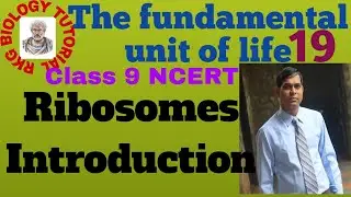 Ribosomes: Origin, Occurance, Shape, size, Number, Chemical composition Types of Ribosomes, polysome