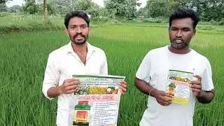 Pasura Bio Spark Gold Best Result | Jaminikanta Deep | Kupagaon Dist-kalahandi Odisha #agriculture