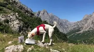 Cinco planes para disfrutar con tu perro