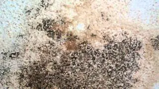 Penicillium: The Good, Bad & Ugly of this Common Indoor Contaminant