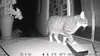 Katze Nala klingelt