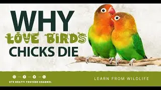 Love birds baby death | Love birds chicks mortality | love birds chicks dead