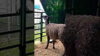 Llama Style! #llama #animals #osceolacountyfair #shortsfeed #shorts