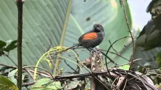 Slaty Spinetail (Synallaxis brachyura)