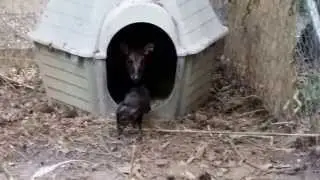 Duiker Calf -- first steps