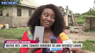 Heifer International Links Tomato Farmers To Low Interest Loans