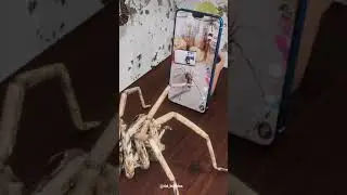 IRL FAKE SPIDER (3D Animating Random Tik Toks) #Shorts