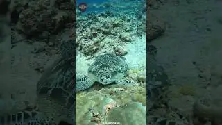 Revealing the Secret of Sea Turtle Gender: The Surprising Role of Temperature #shorts