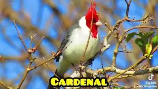 Aves Argentinas 