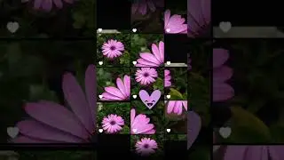 #beautiful #flowerphotography #flowervideo #flowers #rarespecies