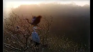 Get a drone view of a siege of great blue herons nesting in rural Johnson County