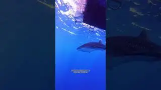Spotted: WHALE SHARK!🤩😱💙 #surprise #hawaii #ocean #sharkdiving #whaleshark #shark #tour #lucky #1