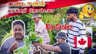 🇨🇦கனடாவில் இவ்வளவு பெரிய மரக்கறி தோட்டமா😱 | Vegetable Garden | Canada Tamil Vlog | Sakinth