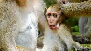 Oops! What's Wrong On Dakota Like That? So Pity Baby Monkey Dakota!