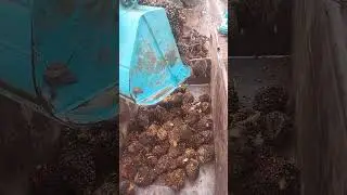 ahir nya exsa pun turun tangan, bantu meloding buah saeit