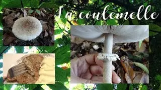 Coulemelle : la reconna&icirc;tre et une id&eacute;e de recette autonome