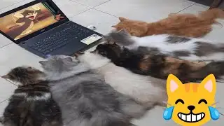 『Love Animals』#70 Funny Animal Videos 😄 Healing in a little spare time!