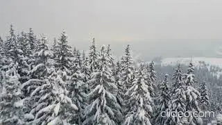 Beautiful snow scene forest in winter