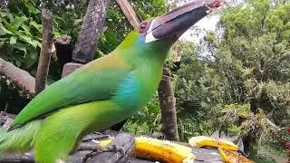 🌿🫶🌴 Tucanete Colirojo ( Aulacorhynchus haematopygus) Valle del Cauca 🌿🇨🇴🌿🌴🕊️🌿