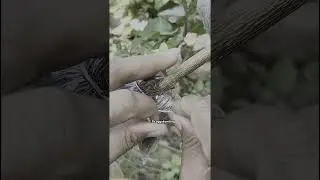 plants cultivation tecniguest 🌳🌳#bonsai #grafting #bonsaitree #craft #diy