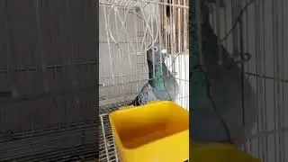 Bago patungan kalapati panuurin nyo ganda to may kalapati kayo
