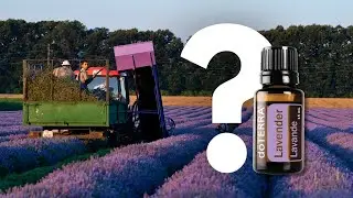 Where Your doTERRA Lavender Essential Oil Really Comes From