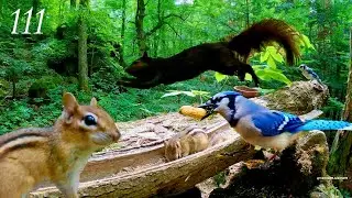 Cat TV: Relaxing Forest Wildlife: Chipmunks, Squirrels and Blue Jays 4K. Ep. 111