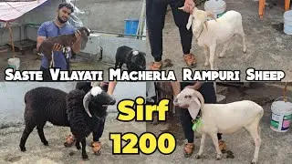 Saste bakre vilayati mende macherla baby sheep rampuri & aggressive Karnataka menda available in Hyd