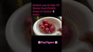 How to remove thorns from prickly pears, cactus fruits, yummy, a must learn