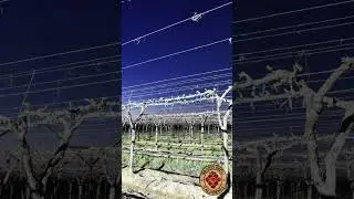California Table Grape Vineyard Views