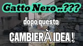 Cuccioli Gattini belli & divertenti