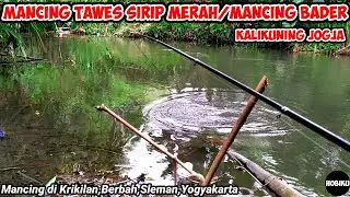Mancing Tawes Sirip Merah/Mancing Bader di Sungai Kalikuning Jogja