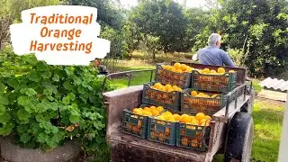 Life On A Farm | How Oranges Are Harvested in The Garden | Traditional Orange Harvesting in IRAN |4K