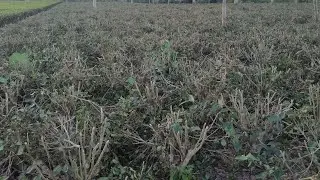Assam Te Garden | D.S Cutting | Te Cutting Of Assam