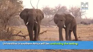 More than 360 Elephants die in mysterious circumstances in Botswana