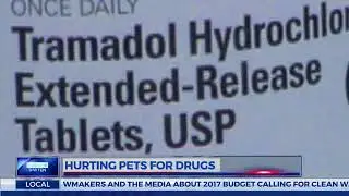 Tramadol Abuse in Pets