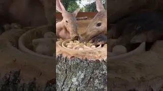 Meet the Aardvark &mdash; Nature&rsquo;s Weirdest Digger #aardvark #shorts #animalfacts