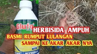 herbisida GLUFO sangat ampuh untuk membesmi rumput lulangan