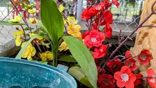 What exactly is the name?#garden #pianomusic #mpp888 #planthouse