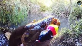 MUITA TRAIRA NAS TR&Ecirc;S LAGOAS!!  COM A ISCA RATINHU !!🎣🎣🔥 #pescaria #traira #ratinhu #lagoa #isca