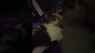 Sleepy time with Jasmine