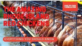 Rhode Island Red Chickens, What You Need to Know (HD Quality)
