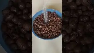How To Use Leca Balls To Grow Plants #shorts #lecaballs #gardening #hydrophonics